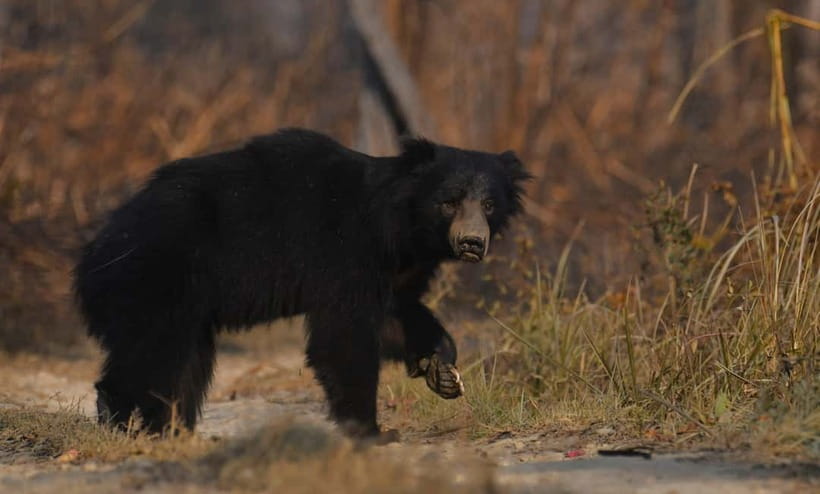 From Kathmandu/Pokhara: 3-Day Chitwan National Park Tour - Why Chitwan works as a three-day wildlife break