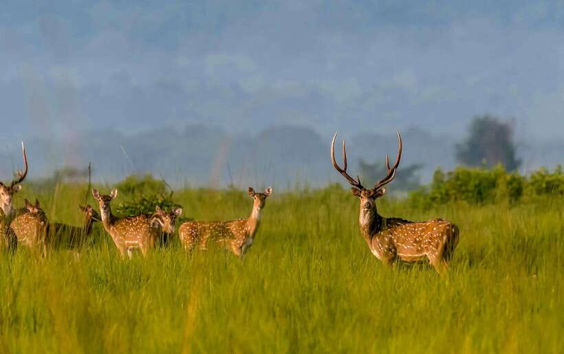 From Kathmandu/Pokhara: 3-Day Chitwan National Park Tour - Getting there from Kathmandu or Pokhara