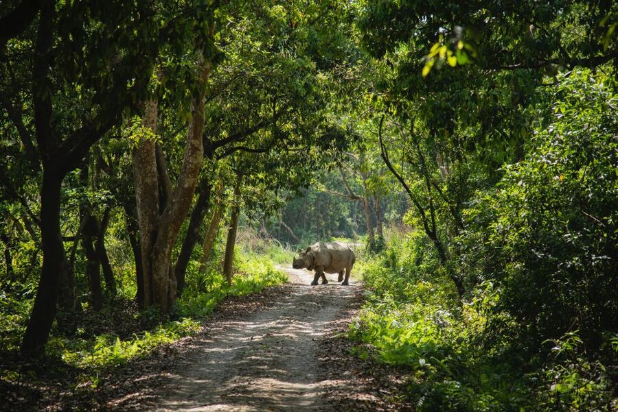 From Kathmandu/Pokhara: Private 3-Day Chitwan Safari Tour - Five things worth knowing before you book