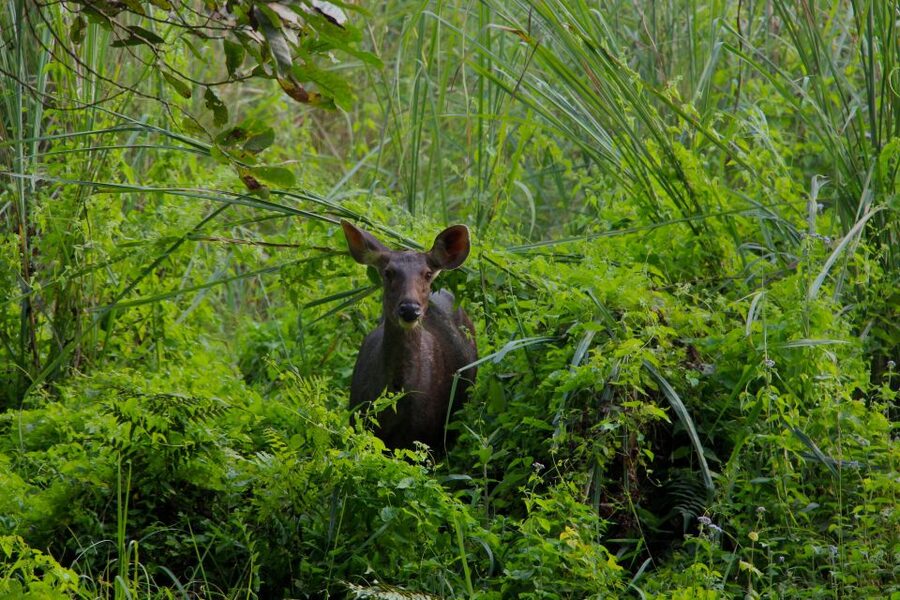 From Kathmandu/Pokhara: Private 3-Day Chitwan Safari Tour - The Rapti River canoe ride after lunch