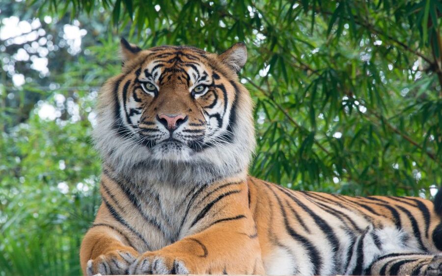From Kathmandu/Pokhara: Private 3-Day Chitwan Safari Tour - Who will get the most from this safari