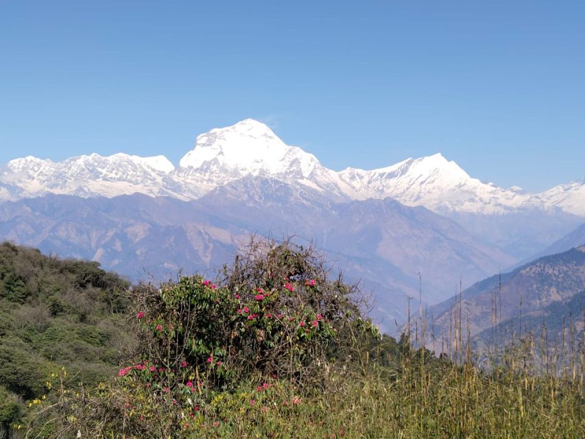 From Pokhara: 10-Day Poon Hill and Annapurna Base Camp Trek - Day 5: Suspension bridges, Sinuwa, and Bamboo