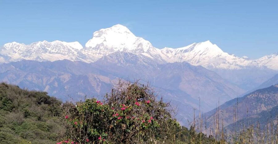 From Pokhara: 4-Day Annapurna and Poon Hill Himalayan Trek - Day 2: Poon Hill sunrise and the forest route to Tadapani