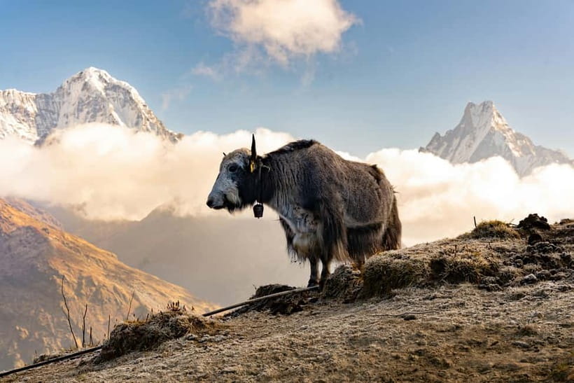 From Pokhara: 4-Day Mardi Himal Base Camp Trek - Should you book the Mardi Himal trek?