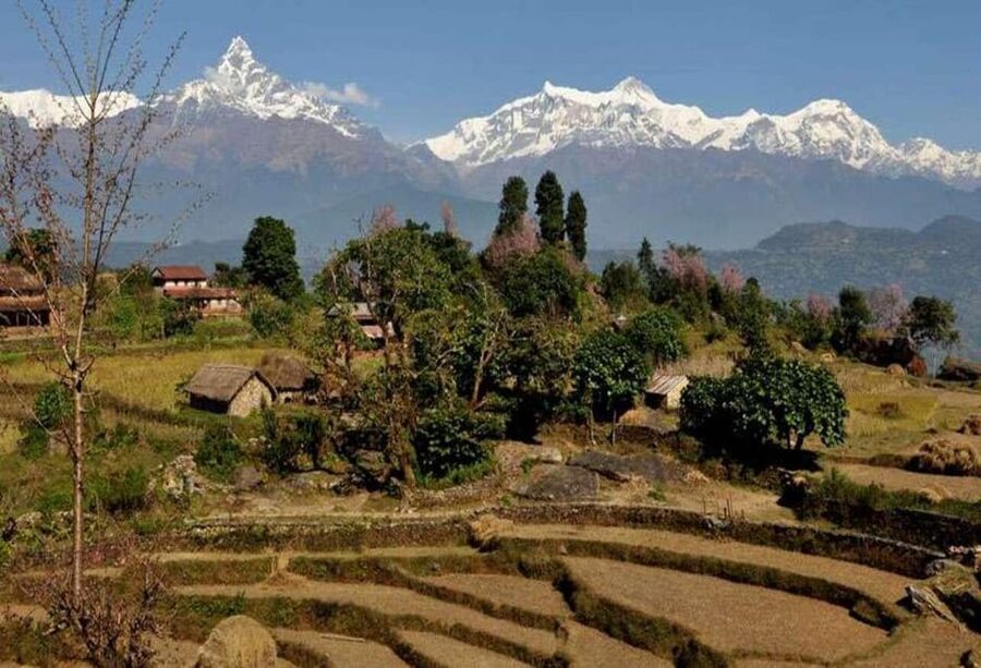 From Pokhara: Annapurna View Day Hike - Dhampus to Phedi through fields and forest