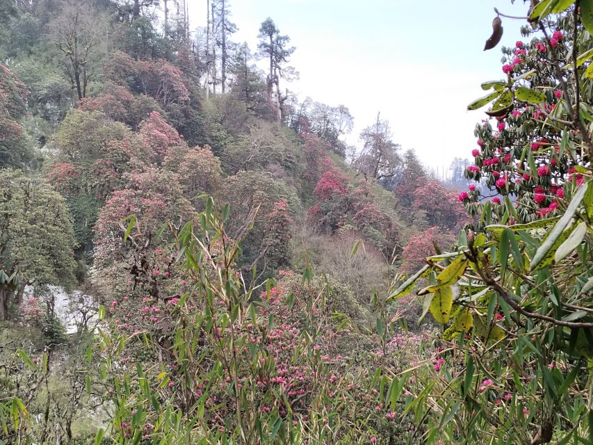 From Pokhara: Budget 2 Night 3 days Poon hill trek - Best season, weather, and realistic expectations