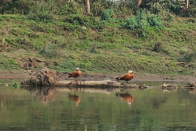 Full Day Jeep Safari in Chitwan National Park - Bengal tigers, rhinoceroses, elephants, and birds