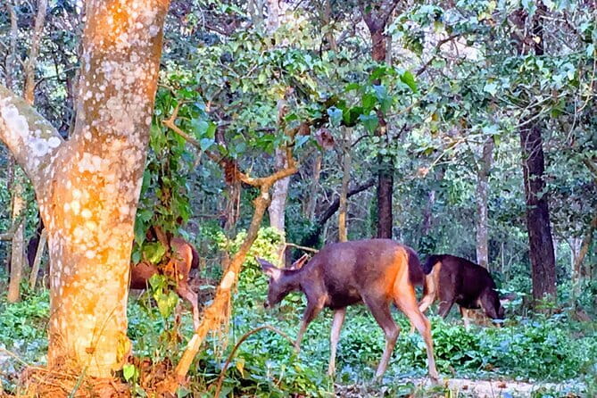 Full Day Jeep Safari in Chitwan National Park - Lunch, water, and hotel transport included