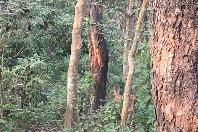 Full Day Jeep Safari in Chitwan National Park - Timing, confirmation, and cancellation