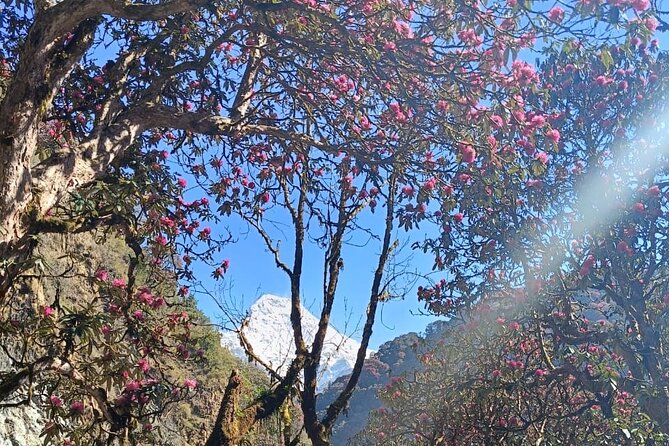 Ghorepani Poon Hill Trek: 12-Day Journey in Annapurna - Day 3: The long road to Pokhara