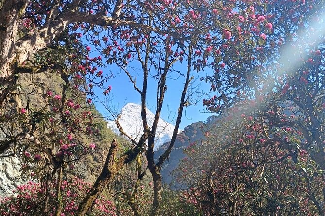 Ghorepani Poon Hill Trek: 12-Day Journey in Annapurna - Day 6: Rhododendrons and the climb to Tadapani