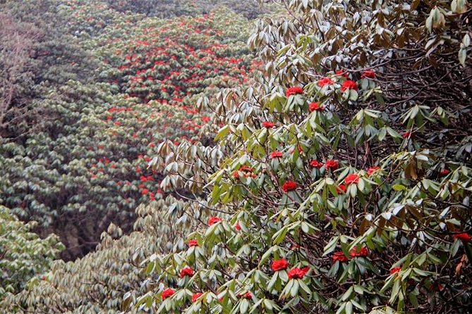 Ghorepani Poon Hill Trek - Guide care is the biggest strength