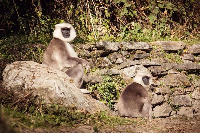 Ghorepani Poonhill Trek 5 Days from Pokhara - What the $450 price really covers