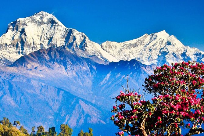 Ghorepani Poonhill Trek -8 Days - Day 3: Nayapul to Ulleri, with the first real climb