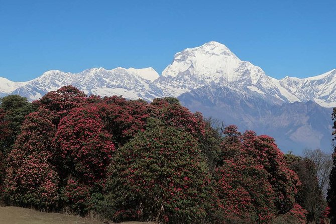 Ghorepani Poonhill Trek -8 Days - Day 7: Returning to Kathmandu by road