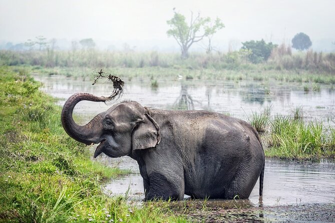 Half Day Sharing Jeep Safari in Chitwan National Park - Why a four-hour safari can be a smart choice