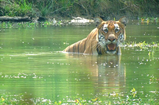Half Day Sharing Jeep Safari in Chitwan National Park - Entering Chitwan National Park by jeep