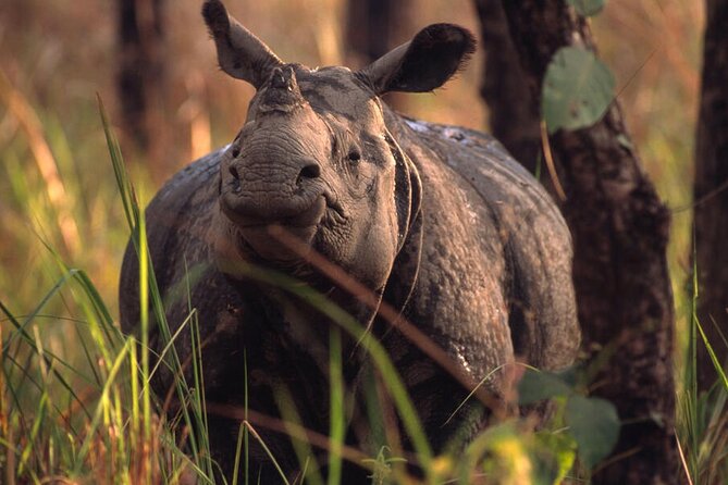 Half Day Sharing Jeep Safari in Chitwan National Park - What the nature guide adds