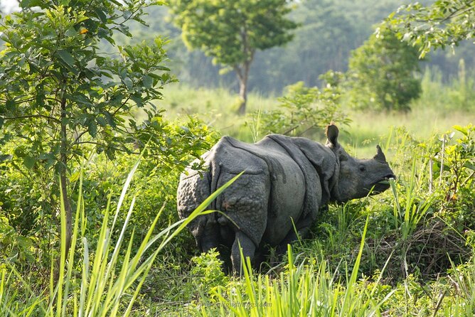 Half Day Sharing Jeep Safari in Chitwan National Park - Photography, family appeal, and the pace of the ride