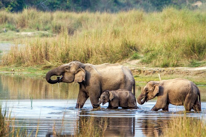 Half Day Sharing Jeep Safari in Chitwan National Park - Who should book this Chitwan safari?