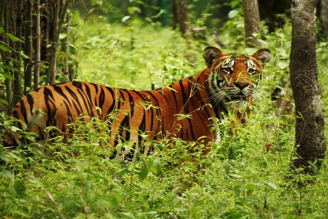 Half Day Sharing Jeep Safari in Chitwan National Park - Starting from your hotel in Chitwan District
