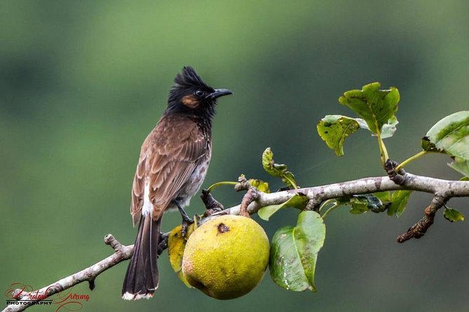 Jeep Safari in Nagarjun forest at Kathmandu - Wildlife without false promises