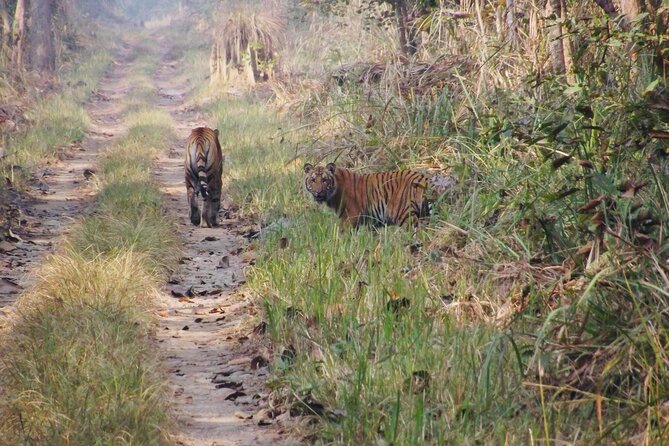 Jungle Towernight Stay: 4-Day Tour in Chitwan National Park - What a tower night really means