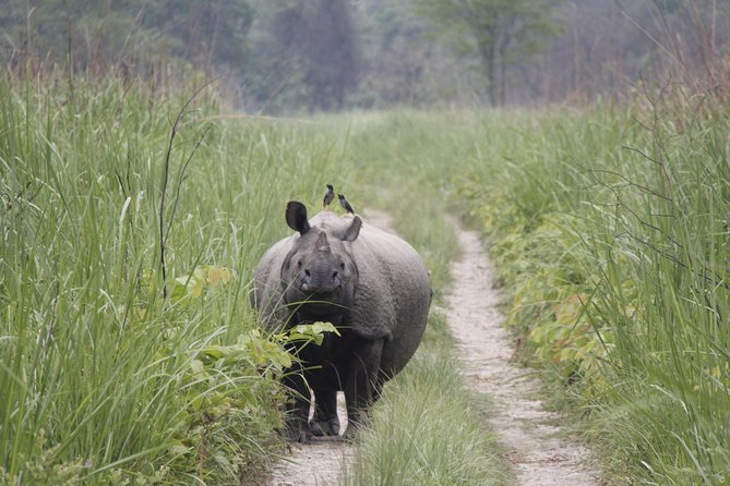 Jungle Towernight Stay In Chitwan National Park ,nepal-2 Nights 3 Days Package - Meals, drinks, and the real value of $225.65