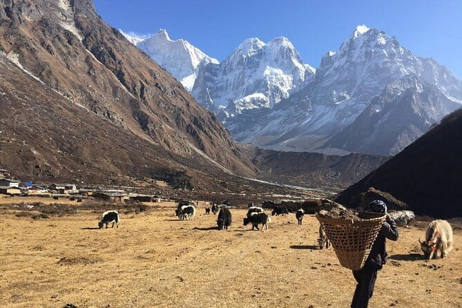 Kangchenjunga Circuit South and North Base Camp Trek - Days 1 and 2: From tea gardens to Sekathum