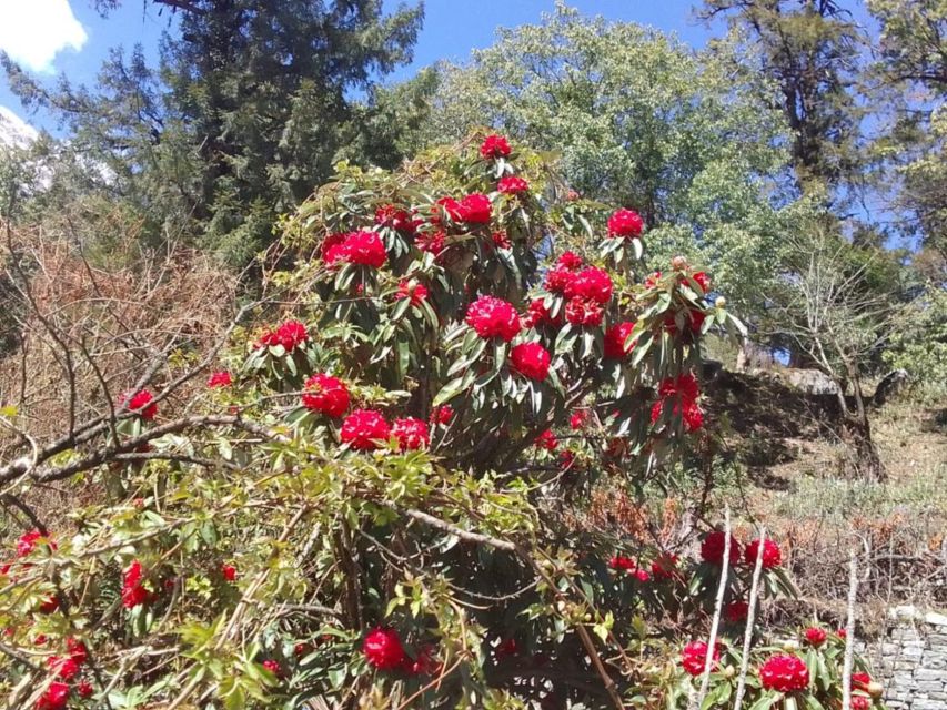 Kathmandu: 10-Day Adventurous Annapurna Circuit Trek - The Manang acclimatization day: use it wisely