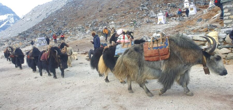 Kathmandu: 14-Day Everest Base Camp with Kala Patthar Trek - Tengboche brings the first major mountain drama