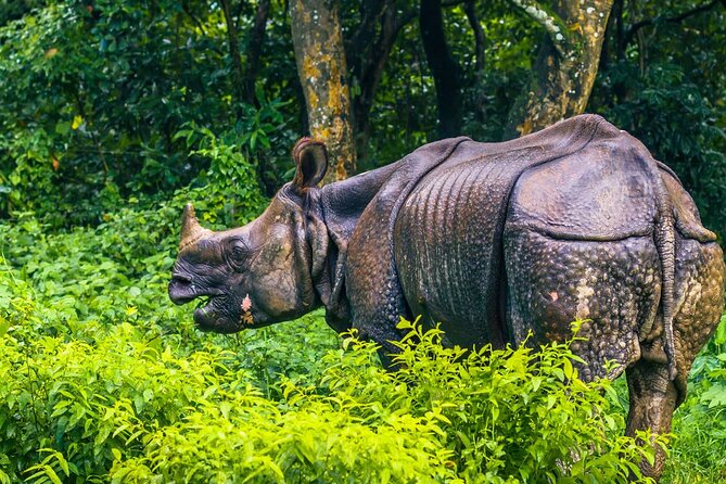Kathmandu 2 Nights 3 Days Chitwan Jungle Safari Tour - Should you book the Kathmandu to Chitwan safari?