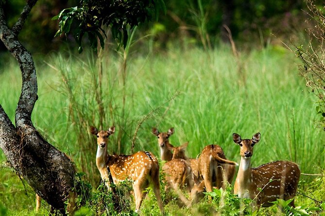 Kathmandu 2 Nights 3 Days Chitwan Jungle Safari Tour - FAQ