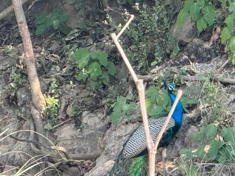 Kathmandu: 3-Day Chitwan Safari Tour with Hotel Transfers - Day two: crocodiles, a jungle walk, and the jeep safari
