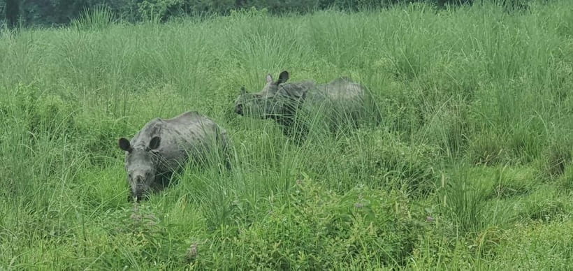Kathmandu: 3-Day Chitwan Safari Tour with Hotel Transfers - Who should book this Chitwan safari?