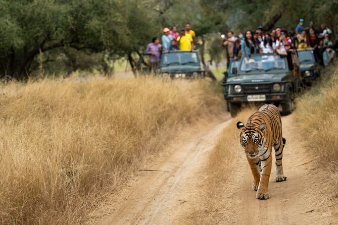 Kathmandu: 3 Days Chitwan Jungle Safari Private Tour - Why Chitwan works so well in three days
