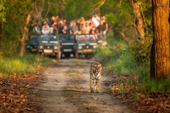 Kathmandu: 3 Days Chitwan Jungle Safari Private Tour - What the $140 price really covers