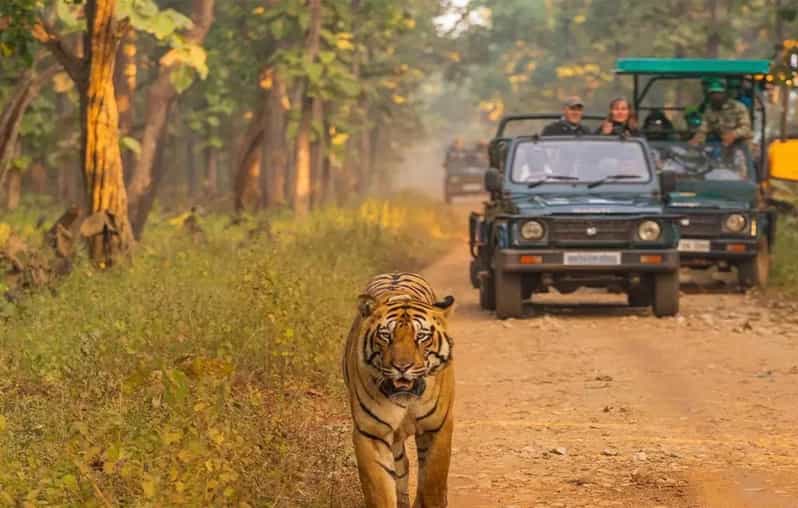 Kathmandu: 4-Day Private Chitwan National Park Safari Tour - Guides, Accommodation, and the Feel of a Private Group