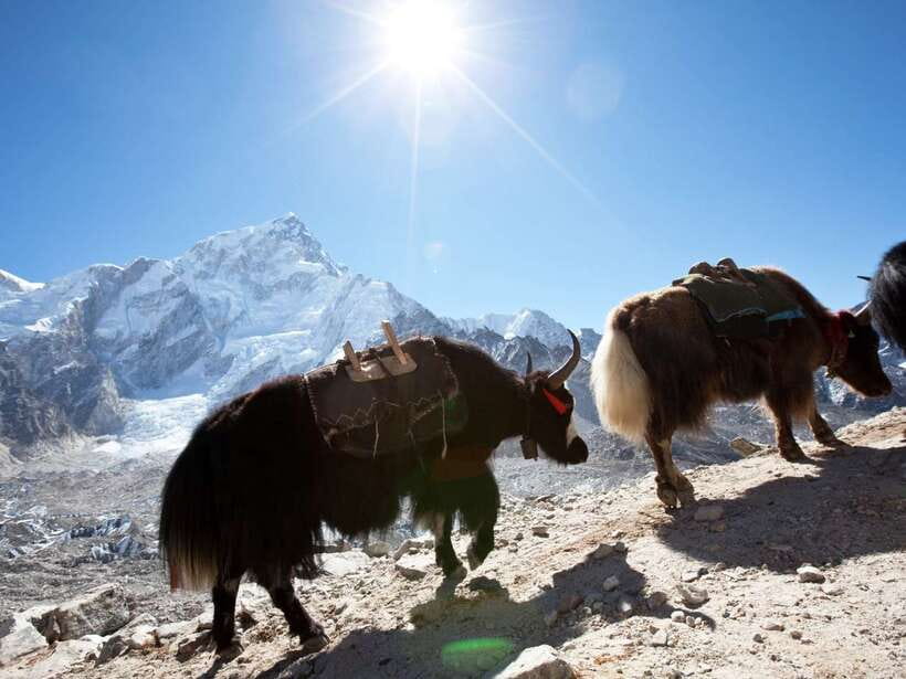 Kathmandu: 6 Days Langtang Valley Trek with Kyanjin Ri - Key things to know before you book