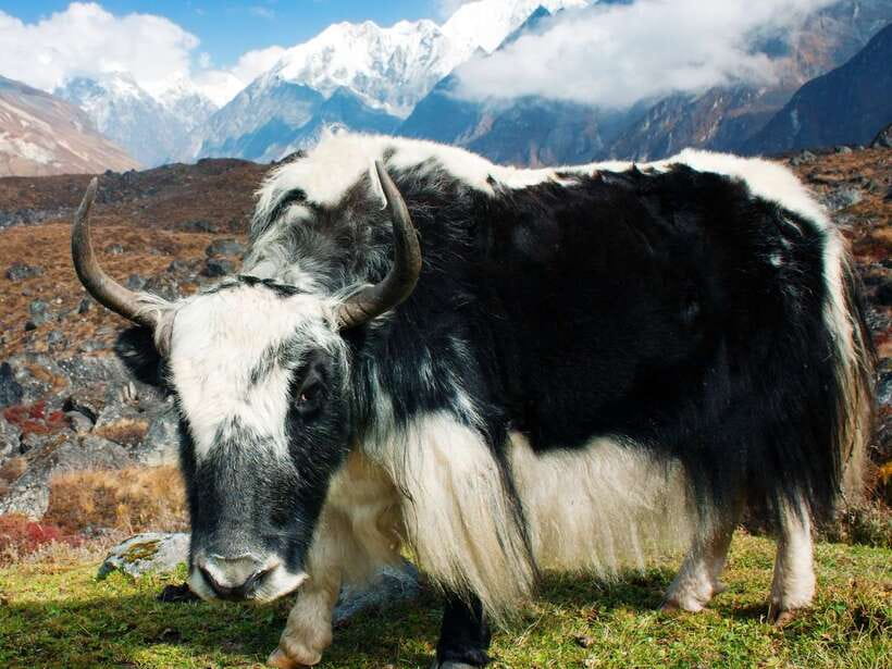 Kathmandu: 6 Days Langtang Valley Trek with Kyanjin Ri - Day 6: The road back to Kathmandu