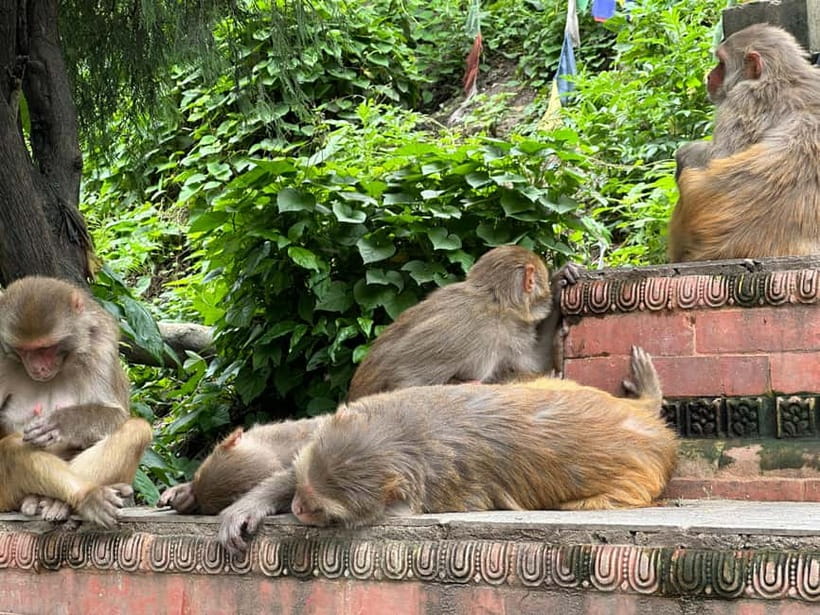 Kathmandu: A Photographer's Pilgrimage Tour to Swayambhunath - The Tibetan market, monasteries, and monkeys