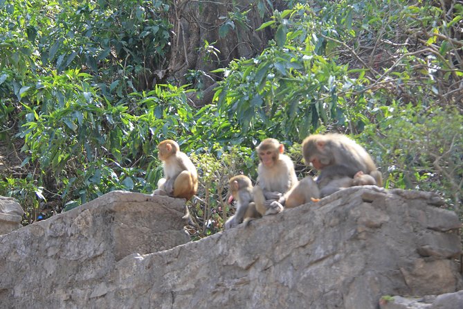 Kathmandu Day Tour - Is $55 a good value?