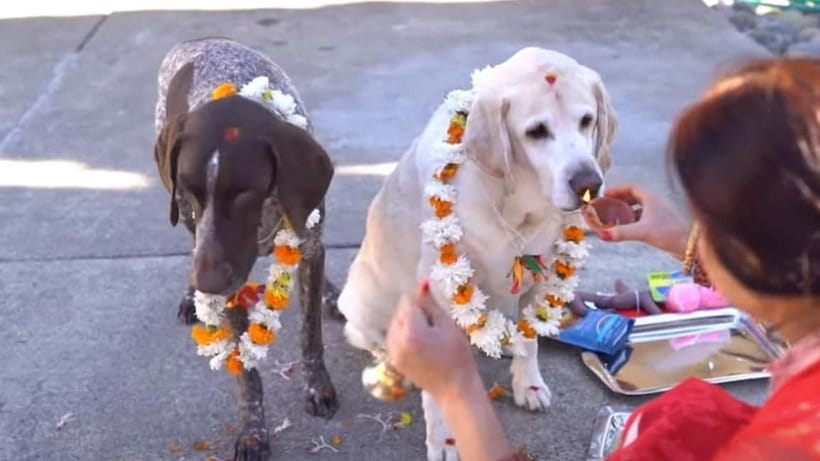 Kathmandu: Kukur Tihar Festival Tour with Local Family - Key things to know before you book