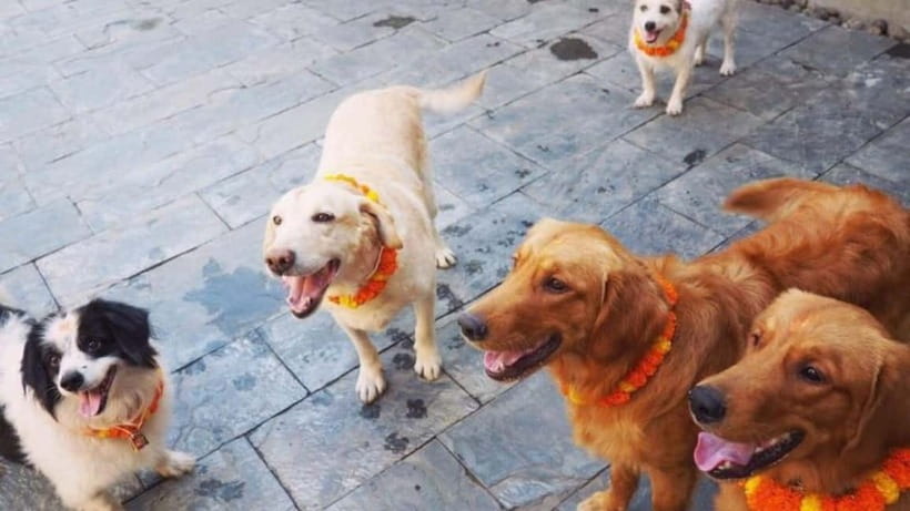 Kathmandu: Kukur Tihar Festival Tour with Local Family - Why Kukur Tihar feels different from an ordinary Kathmandu tour
