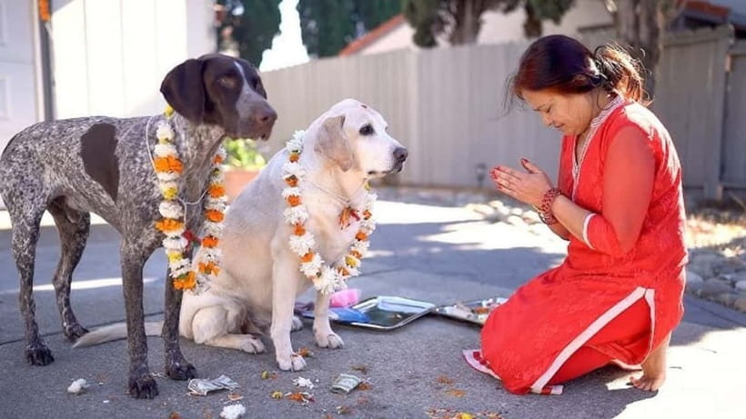 Kathmandu: Kukur Tihar Festival Tour with Local Family - Starting at 9:00 AM with a festival briefing