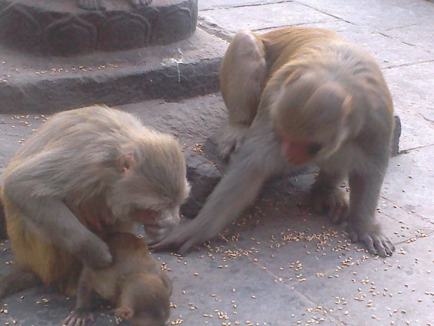 Kathmandu: Monkey Temple and Chandragiri Cable Car Ride Tour - Who will enjoy this tour most?