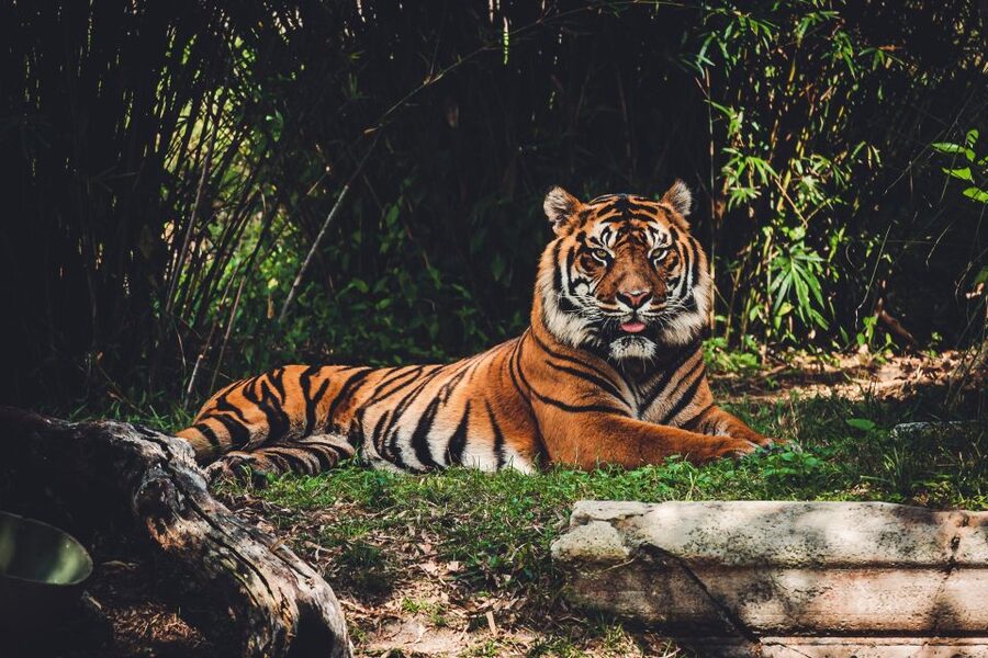 Kathmandu/Pokhara: 2-Day Chitwan Safari Private Tour By Car - Arrival, lunch, and your first taste of Chitwan