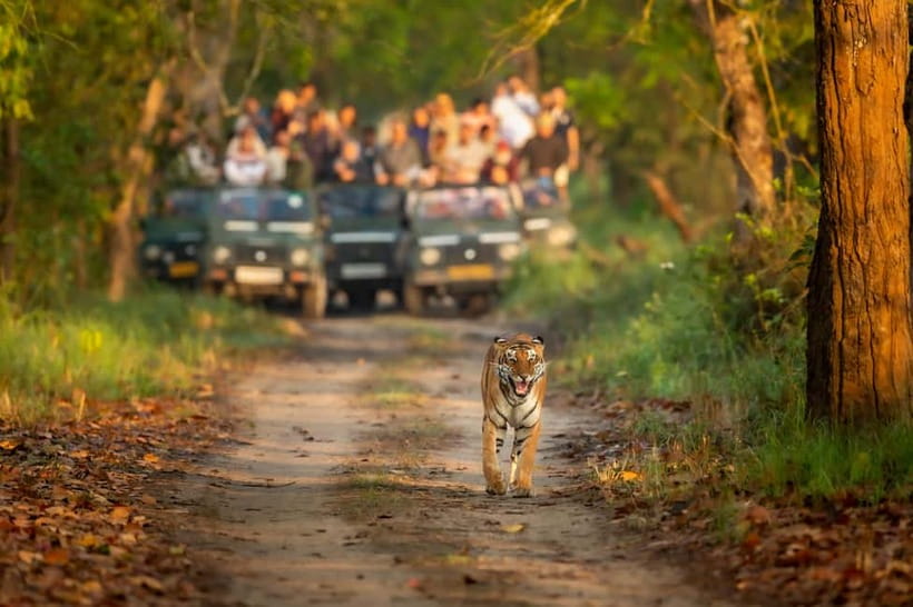 Kathmandu/Pokhara: 3 Day Chitwan Jungle Safari Tour - The Resort: Simple Comfort After a Dusty Day