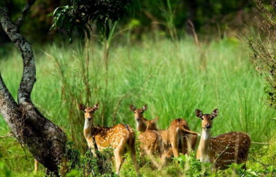 Kathmandu/Pokhara: 3 Day Chitwan Jungle Safari Tour