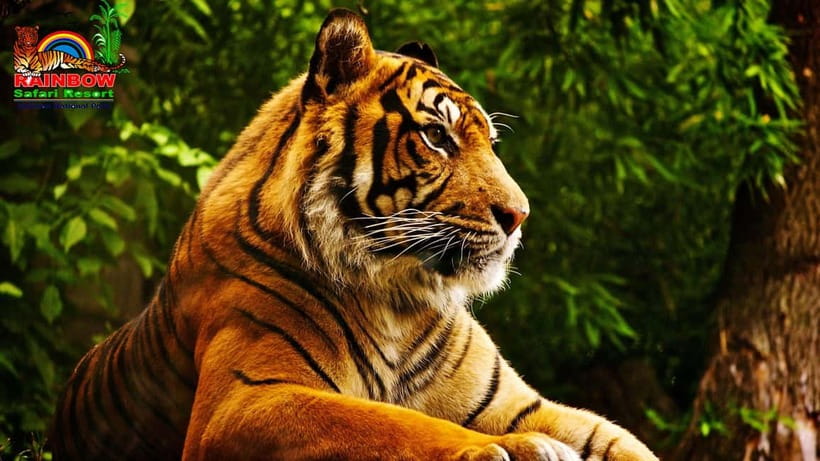 Kathmandu/Pokhara: 3 Day Chitwan Jungle Safari Tour - Should You Book the Chitwan Safari?